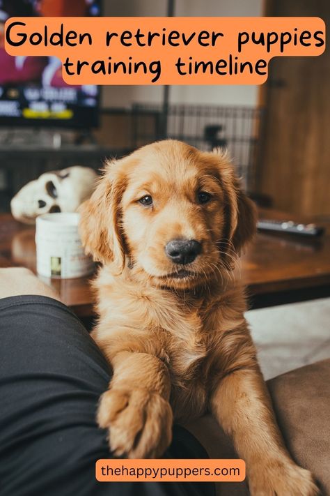 One thing can be said for certain. The golden retriever puppies are one of the cutest you will see. Because of this, they are in high demand amongst dog guardians. Whether you are thinking to get a golden retriever puppy or already have one, this post is for you. #goldenretriever #dogtraining #dogtrainingtips #thehappypuppers #dogs #dogbreed Golden Retriever Types, Getting A Golden Retriever Puppy, Golden Retriever Puppy Essentials, Golden Puppies Retriever, 5 Month Old Golden Retriever, Golden Retriever Growth Chart, Golden Retriever Tricks, Grooming Golden Retriever At Home, New Golden Retriever Puppy