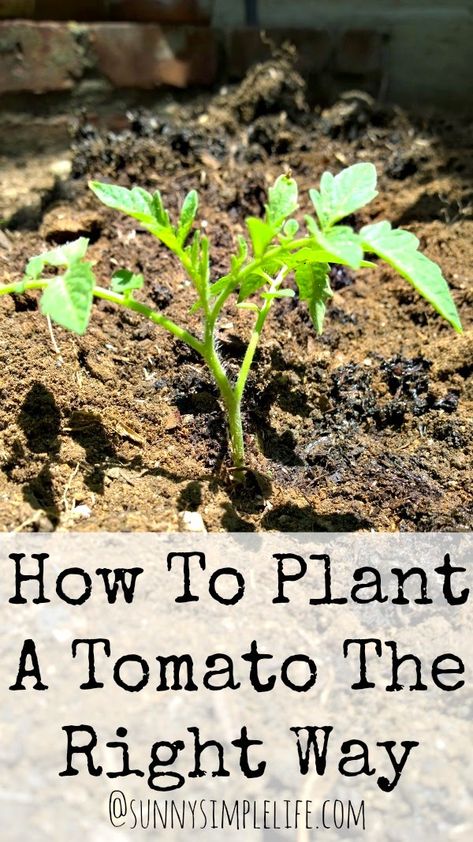 How To Plant Tomatoes The Right Way How To Plant Tomatoes, Tomatoes Plants Problems, Tanaman Tomat, Plant Tomatoes, Growing Tomato Plants, Plant Problems, Plant Growing, Garden Veggies, Veg Garden