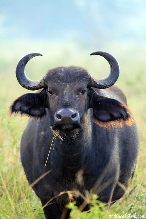 Burak Arik: Photography & Travel Inspiration // Photo: Buffalo Wilderness Animals, Buffalo Animal, African Buffalo, Wild Animals Photography, Kenya Safari, Wild Animals Pictures, Safari Travel, It Funny, My Face When