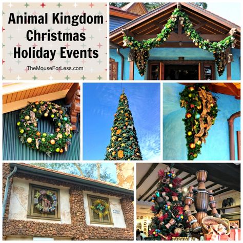 Disney's Animal Kingdom Christmas Holiday Events at Walt Disney World Animal Kingdom Christmas, Glowing Flowers, Disney Resort Hotels, Christmas Events, Holiday Events, Winter Animals, Different Holidays, Disney Springs, Disney Trip