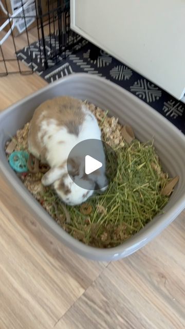 Mini Lop Bunny, Mini Lop Bunnies, Bunny Meme, Mini Lop Rabbit, Funny Bunny Videos, Lop Bunny, Lop Rabbit, Rabbit Life, Mini Lop