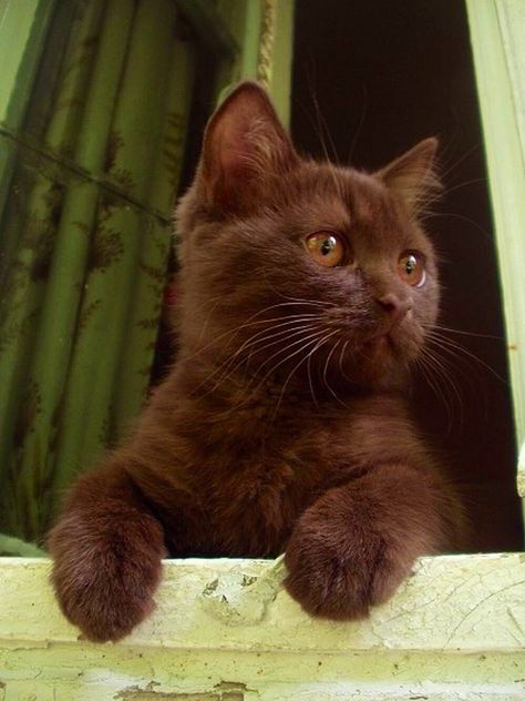 Brown Kitten❤️❤️❤️❤️ Adriana Core, Brown Kitten, Söt Katt, Brown Cat, Cat Aesthetic, Cute Kittens, Pretty Cats, Cute Little Animals, Kitty Cat