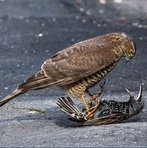 Sparrow Hawk, Raptors Bird, Deadly Animals, Usa Government, Go To Jail, Wildlife Nature, Starling, Back To Nature, Birds Of Prey