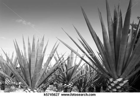 Sweetener For Diabetics, Mexican Tequila, Photo Clipart, Water Aesthetic, Agave Nectar, Photography Photos, Mixed Drinks, New Kitchen, Picture Wall