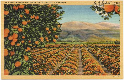 Golden oranges and snow on Old Baldy, California Orange Groves, Pretty Paintings, Orange Grove, East Of Eden, Vintage Los Angeles, Vintage Landscape, Antique Postcard, Landscape Illustration, Old Postcards