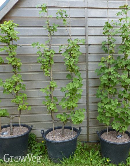 Blueberry In Pot, Blueberry In Pots Growing, Raspberry In Container, Grow Raspberries In Containers, Raspberry Container Garden, Potted Raspberry Bush, Trellis For Raspberries, Grow Raspberries In Pots, Raspberry Plants In Pots