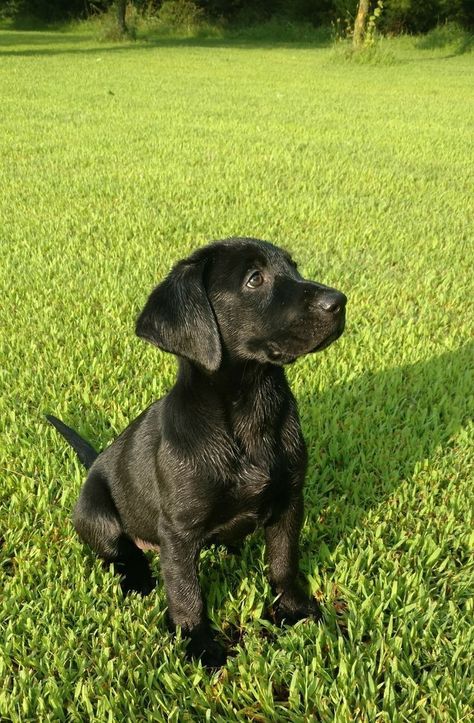 Can Guide Dogs Be Black? (Reason & Answer Explained) | Dog Facts Labrador Nero, Labrador Retriever Black, Black Labrador Puppy, Labrador Noir, Black Labs Dogs, Black Labrador Dog, Brown Dogs, Black Dogs, Black Puppy