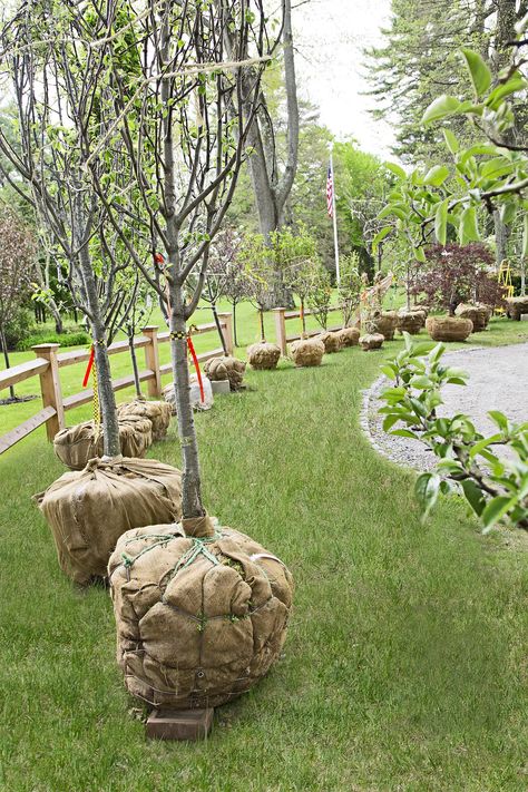 Planting an Orchard Out Back - This Old House Planting Fruit, Fruit Trees Backyard, Land Ideas, Planting Fruit Trees, Orchard Design, Orchard Garden, Growing Fruit Trees, Farm Land, Hardiness Zones