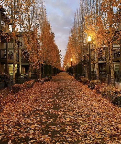 Fall In Portland Oregon, Oregon Aesthetic House, Oregon Fall Aesthetic, Oregon In The Fall, Oregon House Aesthetic, Fall In Oregon, Eugene Oregon Aesthetic, Portland Oregon Fall, Portland Oregon Aesthetic