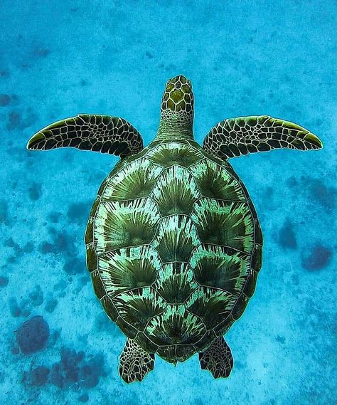 Sea Animal Photography, Sea Turtles Photography, Sea Turtle Pictures, Sea Turtle Painting, Turtle Images, Baby Sea Turtles, Turtle Drawing, Sea Turtle Art, Painting References