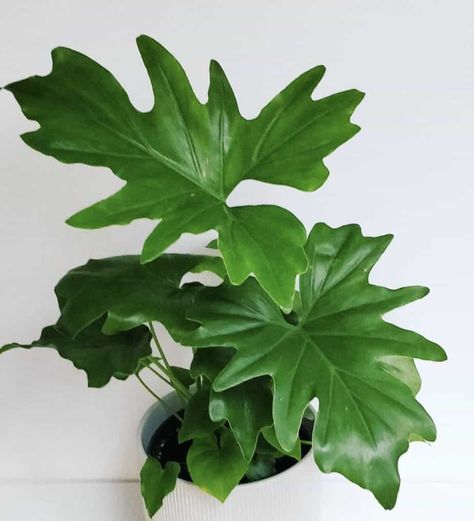 Philodendron Bipinnatifidum Care - Best Plant Guide How To Care For Philodendron Houseplant, Phildondren Plant, Philodendron Varieties, Philodendron Bipinnatifidum, Philodendron Selloum, Fall Container Plants, Philodendron Care, Popular House Plants, Plants Care