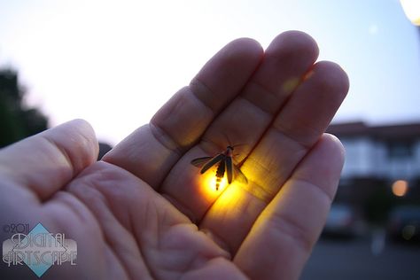 Catching lighting bugs! Spent hours doing this.  Would put them in an empty soda can.  Not sure why, that doesn't even make a good night light. Lighting Bugs, Catching Fireflies, I Remember When, Jolie Photo, Back To Nature, Down South, Mellow Yellow, Sweet Memories, Simple Pleasures