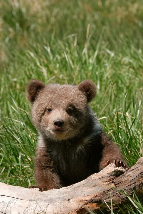 Grizzly Bear Cub, Bear Teddy, Bear Cub, Bear Pictures, Animals Cute, Bear Cubs, Bear Art, Grizzly Bear, Cute Animal Photos