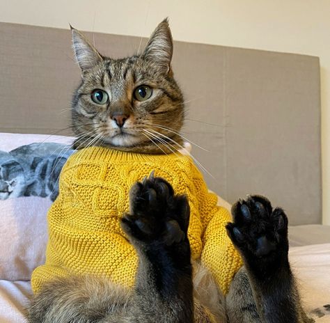 Cat Wearing Sweater, Cats Wearing Clothes, Cats In Clothes, Cat In Sweater, Cats In Sweaters, Cat Aesthetic, Silly Cats, Cute Creatures, Cat Clothes