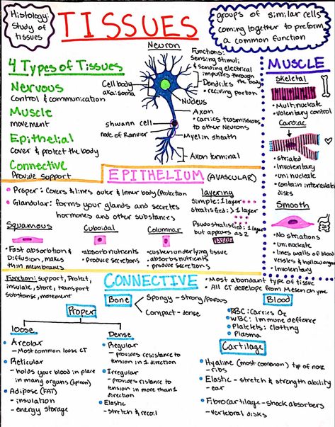 Ma Notes, Geriatric Nursing, Medical Terminology Study, Nursing Goals, Note Ideas, Nursing School Motivation, Nurse Training, Nurse Study Notes, Basic Anatomy And Physiology