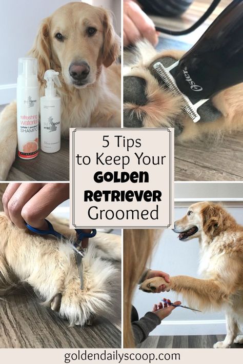 5 Simple Tips to Keep Your #GoldenRetriever Groomed Between Grooming Appointments. #sponsored Golden Retriever Care, Golden Retriever Grooming, Golden Retriever Training, English Golden Retrievers, Puppies Tips, Puppy Grooming, Dog Grooming Tips, Dog Grooming Supplies, Aggressive Dog