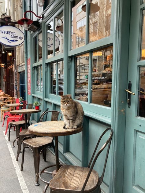 Istanbul Cats Aesthetic, Istanbul Street Photography, Turkey Aesthetic Istanbul, Cats In Turkey, Turkey Istanbul Aesthetic, Turkey In Winter, Cat Cafe Aesthetic, Istanbul Winter, Istanbul Turkey Aesthetic