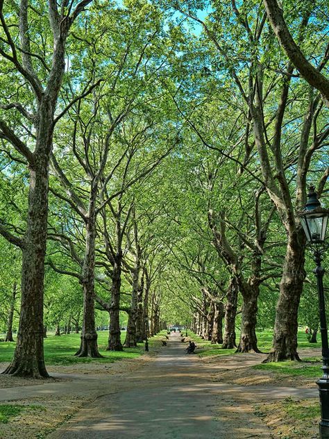 Nature Park Aesthetic, Green Park London, Hide Park London, Aesthetic Park Pictures, Parks In London, St James Park London, Parks Aesthetic, Aesthetic Park, London Parks