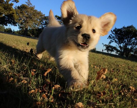 Frolicking in the Grass Cute Puppies Golden Retriever, Golden Puppy, Best Dog Breeds, Happy Puppy, Golden Retriever Puppy, Golden Dog, I Love Dogs, Pet Birds, Animal Pictures