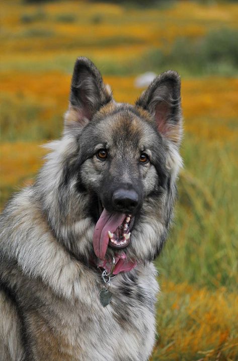 Shiloh Shepherd Dogs - How Does This Super Sized Dog Measure Up? Shiloh Shepherd Dog, Shiloh Shepherd, Shepherd Dog Breeds, Large Dog Breeds, German Shepherd Dog, Shepherd Puppies, Dogs Of The World, Family Dogs, Working Dogs