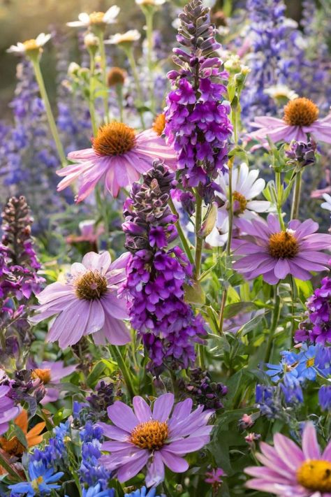 A vibrant garden filled with purple perennial wildflowers and various other colorful blooms. Types Of Wildflowers, Purple Perennials, Sacred Garden, Mallow Flower, Flower Varieties, Cardinal Flower, Purple Wildflowers, Wildflower Garden, Creative Gardening