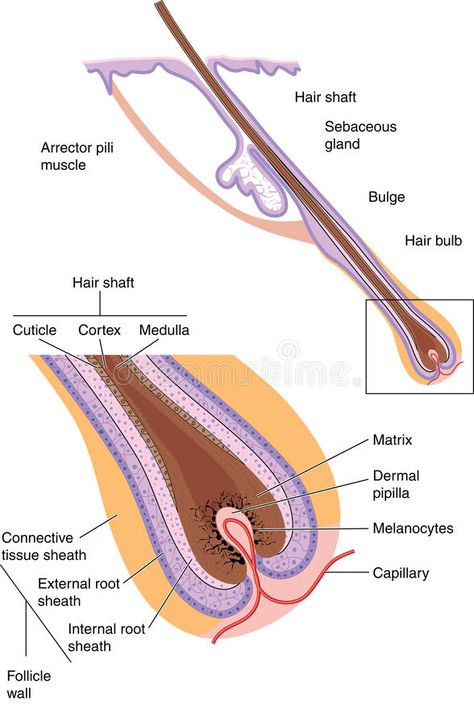 Hair follicle. Detail of hair shaft, follicle and bulb with labels #Sponsored , #SPONSORED, #affiliate, #follicle, #bulb, #labels, #Detail Beauty School Cosmetology, Tissue Biology, Esthetician Inspiration, Skin Anatomy, Hair Science, Human Body Organs, Hair Facts, Integumentary System, Hairdressing Training