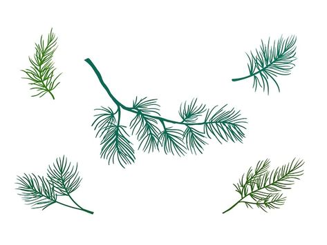 Vector christmas and new year pine branc... | Premium Vector #Freepik #vector #pine-leaves #christmas-branch #pine #pine-branch Pine Leaves, Pine Branch Drawing, Spruce Branch Tattoo, Cedar Branch Drawing, Pine Needle Tattoo Branches, Spruce Branch, Pine Tree Branch Illustration, Branch Drawing, Pine Leaf