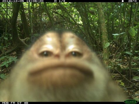 This monkey who might actually be a chin. | 18 Monkeys Lookin' Straight-Up Dumb Monkey Pictures, Monkeys Funny, Cute Monkey, 웃긴 사진, Silly Animals, Little Monkeys, Funny Profile Pictures, Funny Reaction Pictures, Primates