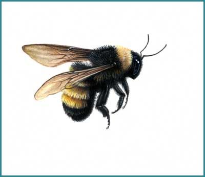 https://flic.kr/p/7yZAus | The American Bumble bee | Bombus pennsylvanicus Watercolour on Arches HP Fly Sketch, Bird Tattoo Design, Tattoo Son, Bumble Bee Tattoo, Vogel Tattoo, Bee Drawing, Bee Painting, I Love Bees, Bird Tattoo