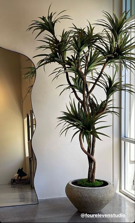 Japandi Indoor Plants, Tree Inside House Interiors, Japandi Plants, Luxury Plants, Big House Plants, Tall House Plants, Tall Indoor Plants, Japanese Plants, Indoor Tree