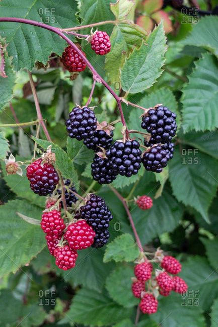 Blackberry Bush Tattoo, Blackberry Branch, Blackberry Bramble, Blackberry Bush, Afternoon Tea Tables, Raspberry Bush, Berry Garden, Easy Flower Drawings, Vegetable Pictures