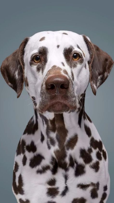 Животные Pet Portraiture, Dalmatian Dog, Dalmatian Dogs, Dog Drawing, Dog Face, Dog Paintings, Dog Photography, Animals Images, Dog Portraits