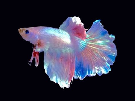 Betta Fish Types, Pretty Fish, Cool Fish, Beautiful Sea Creatures, Cute Fish, Pet Fish, Exotic Fish, Pretty Animals, Arte Inspo