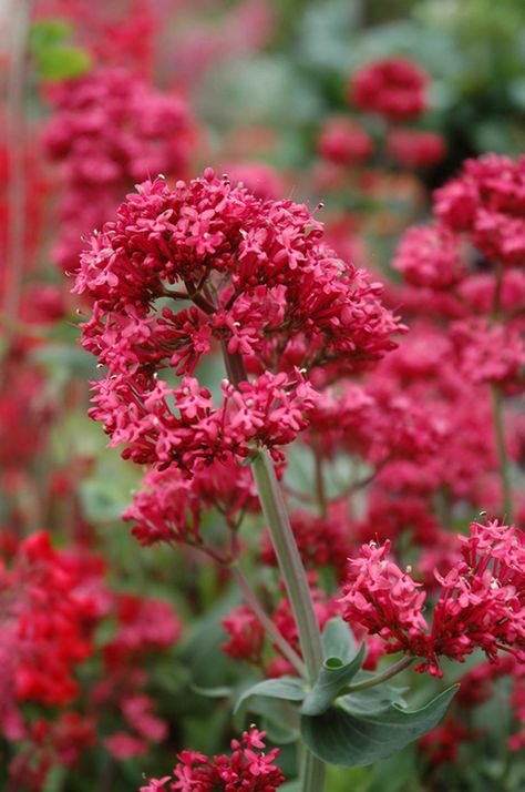 Red Valerian (Centranthus ruber) at Echter's Nursery & Garden Center Red Valerian, Centranthus Ruber, Alpine Garden, Gardening Zones, Meteor Garden 2018, Tall Flowers, Herbaceous Perennials, Woodland Garden, Low Maintenance Plants