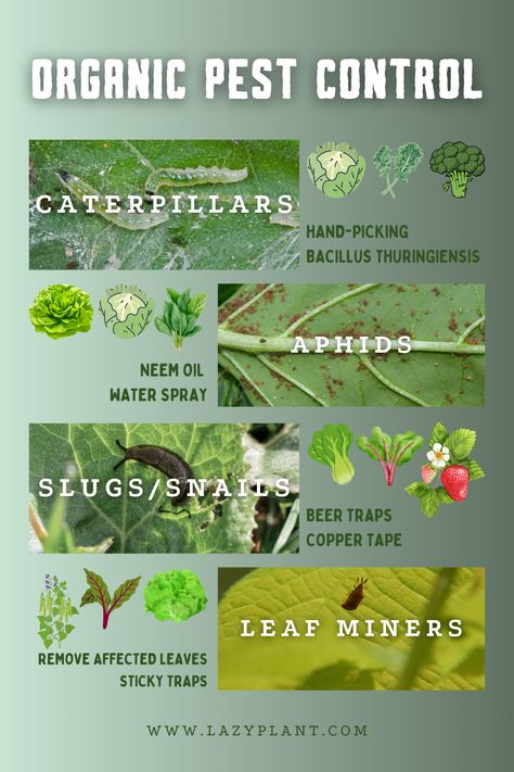 Every organic gardener's biggest challenge is dealing with cabbage worms, aphids, whiteflies, flea beetles, and other pests. Left unchecked, these nuisances can devastate an entire harvest. After experiencing this firsthand, I discovered the importance of prevention and organic pest control. Here, I'll share everything you need to protect your garden naturally. Pest Spray, Lawn Pests, Flea Beetles, Cabbage Worms, Household Pests, Natural Repellent, Organic Pesticide, Organic Pest Control, Plant Pests