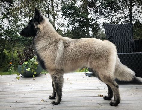 Shepherd Dogs Breeds, Unique German Shepherd, Dog That Looks Like A Wolf, Prettiest Dog Breeds, Cute Medium Sized Dogs, Aesthetic Dog Breeds, Types Of Shepherd Dogs, Scary Dog Breeds, Rare Dogs Breeds