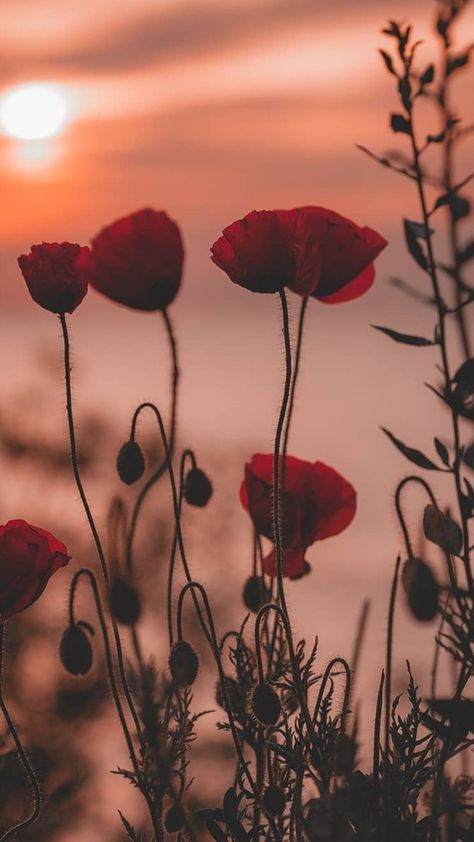 Flower Wallpaper Red, Wallpaper Red, Unfortunate Events, Flower Pins, Flower Wallpaper, Dandelion, Plants, Flowers, Photography