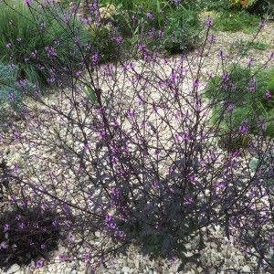 Verbena officinalis 'Bampton' Seed Verbena Bampton, Verbena Officinalis, Permaculture, Planting, Perennials, Garden Ideas, Flower Garden, Planting Flowers, Seeds