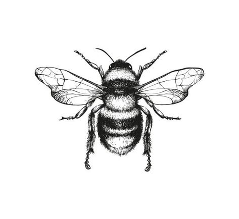 Drawing Ideas Easy For Teens, Bee Drawing, Polynesian Tattoos, Kunst Tattoos, Insect Tattoo, Bee Illustration, Pencil Sketch Drawing, Geometric Tattoos, Engraving Illustration