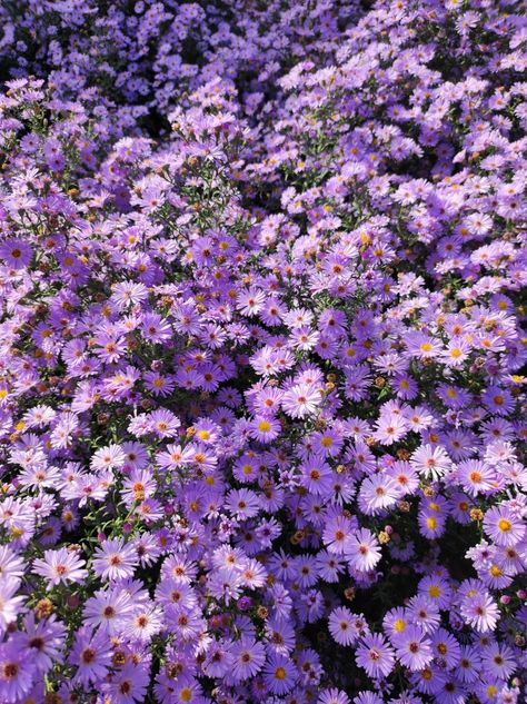 Chinese Aster Flower, Aster Flower Aesthetic, Aster Aweke, Aster Aesthetic, Asters Flower, Aromatic Aster, Aster Amellus, Daydream Aesthetic, Purple Aster