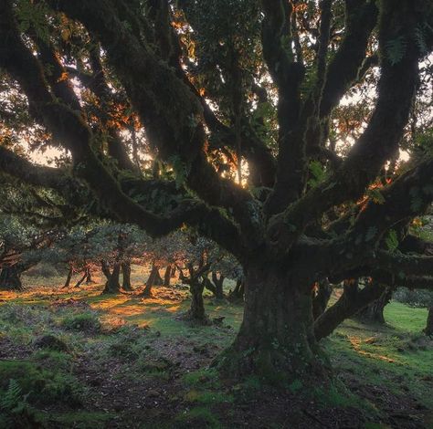 "Woodland Realm" 🍃 📷 By Enrico Fossati Woodland Realm, Amazing Trees, Writing Pictures, Forest Path, Perfect World, Enchanted Forest, Mother Earth, Beautiful World, Pretty Pictures