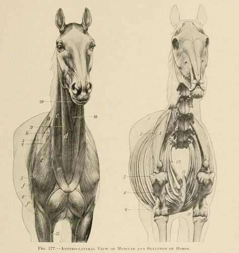 >nemfrog https://t.co/CovxG9iQlO https://t.co/kUsf0E9ohj Horse Drawing Tutorial, Veterinary Anatomy, Horse Animation, Horse Art Drawing, Bone Structure, Animal Skeletons, Horse Sketch, Horse Anatomy, Animal Study