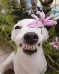 Flowers, Funny, Puppies, Dogs, Happy Friday