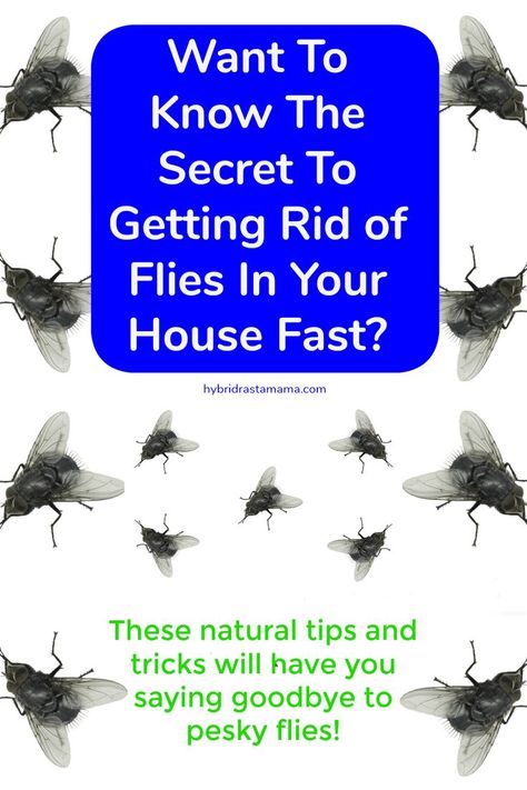 So you want to get rid of flies in your house fast! I not only know the best natural ways to kill houseflies but I also have some secret fly repellent tips. Check this post out today and say goodbye to pesky flies! #flies #insectrepellent #bugspray  #naturalpestcontrolFrom HybridRastaMama.com How To Get Rid Of Nets Flies In House, How To Trap Flies In The House, How To Get Rid Of House Flies, House Flies How To Get Rid, Fly Deterrent Inside, How To Get Rid Of House Flies Inside, Rid Of Flies In House, How To Keep Flies Out Of Your House, Flies In House Get Rid Of