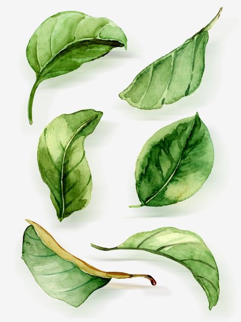 watercolor clipart,leaf,green leaf,lacewatercolor,hand,decorate,green,Watercolor clipart,leaves clipart Leaves Drawing Watercolor, Green Leaf Art, Foliage Drawing Leaves, How To Paint Leaf, Water Colour Leafs, Different Leaves Drawings, Easy Watercolor Leaves, How To Paint Leaves Watercolor, Painting Leaves Watercolor