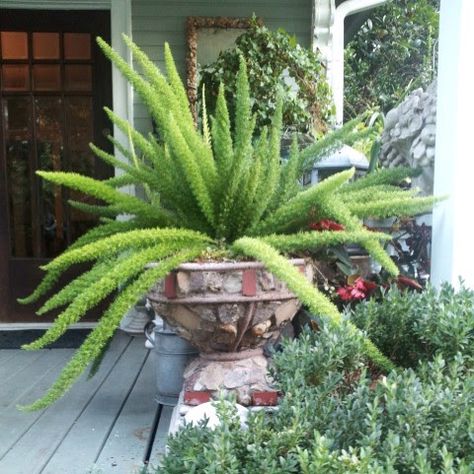 Fox Tail Plant, Fern In Planter, Fox Tail Fern, Pnw Garden, September Flowers, Asparagus Fern, Fox Tail, Flower Pots Outdoor, Flower Pot Garden