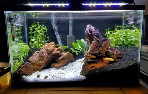 10 Gallon Aquascape, Cool Fish Tank Decorations, 10 Gallon Fish Tank, Aqua Scape, Aquascape Ideas, Aquarium Inspiration, Fish Aquarium Decorations, Tank Terrarium, Fish Tank Themes