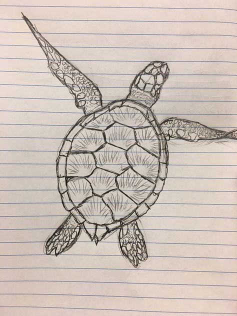 Turtle Sketch Aesthetic Turtle Drawing, Marine Biologist Drawing, Turtle Pencil Drawing, Realistic Turtle Drawing, Turtle Drawing Realistic, Sketch Turtle, Beachy Drawings, Turtle Sketch, Sea Turtle Drawing