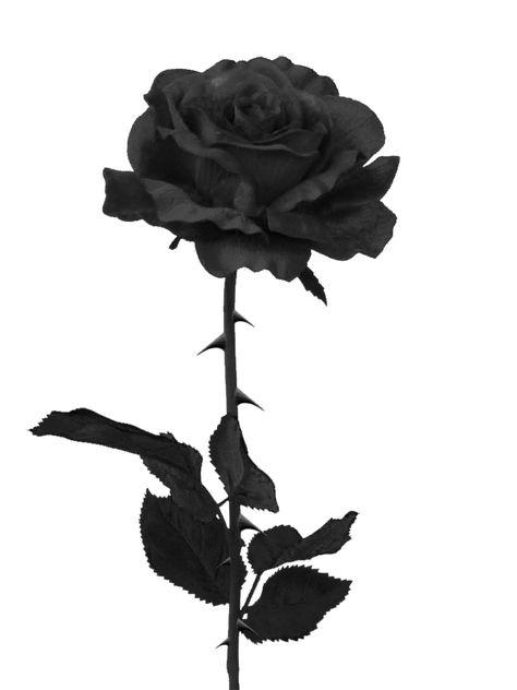 Rosé Halloween, Tumblr Png, Black Roses Wallpaper, Rose Png, Rosé Png, Red Charm, Rose Images, Roses Drawing, Plant Drawing