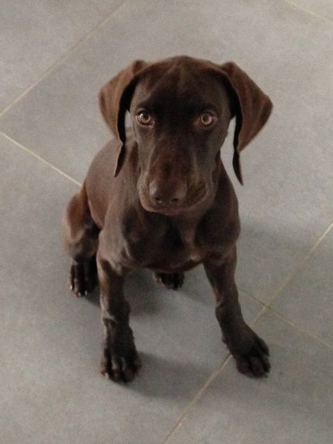 3 months GSP - Braque allemand 3 mois Hungarian Dog, German Shorthaired Pointer, Desk Design, 3 Months, Dogs And Puppies, Labrador Retriever, Labrador, Cute Animals, Puppies